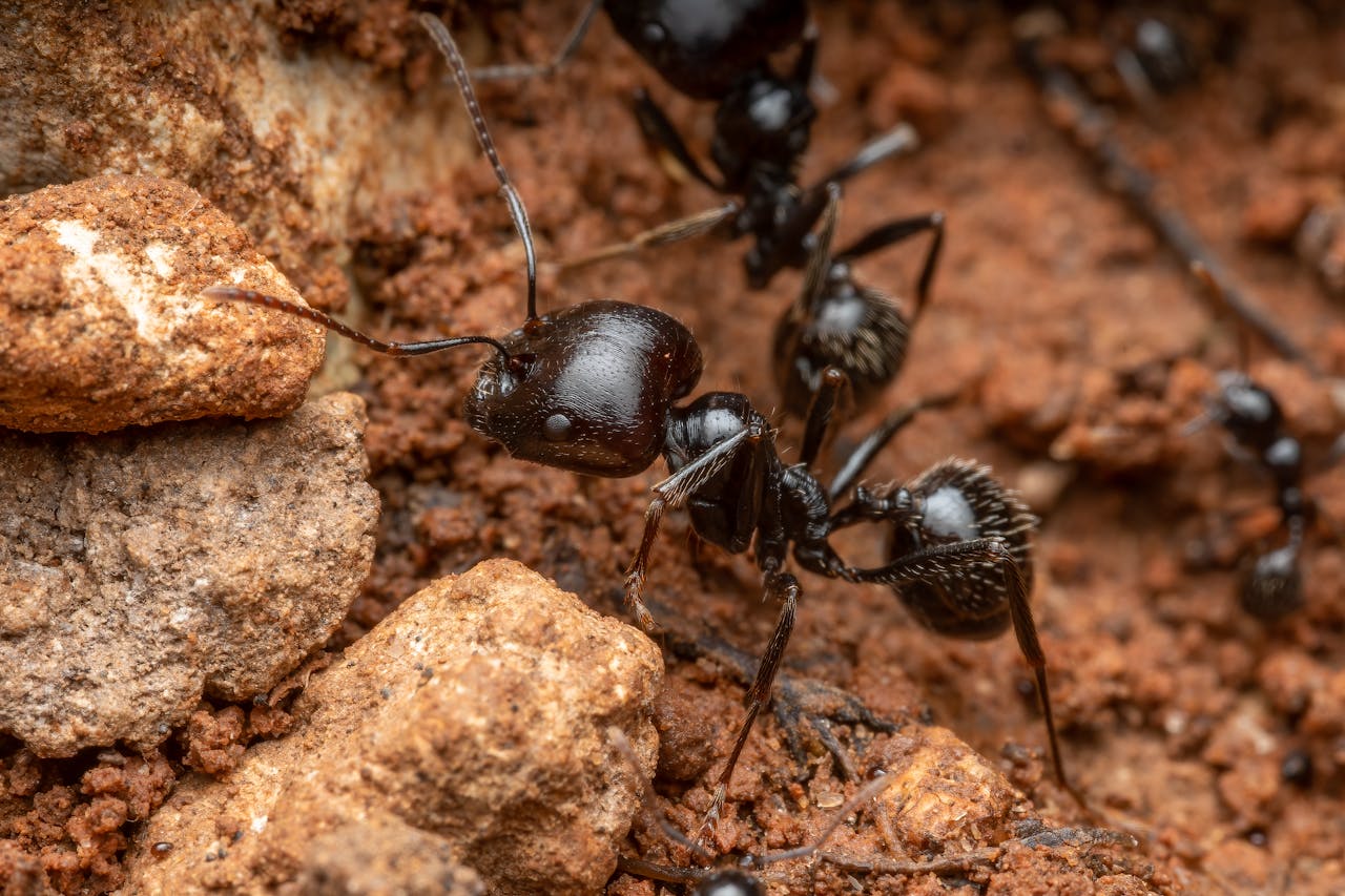 Macro image of black ants exploring rocky soil in Picassent, Spain, showcasing natural behavior and textures.
